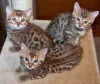 Photo №1. bengal cat - for sale in the city of Дармштадт | negotiated | Announcement № 109463