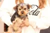 Photo №3. Yorkshire Terrier puppies for sale. Germany