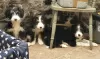 Photo №1. bearded collie - for sale in the city of Opatija | 591$ | Announcement № 18611