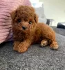 Photo №1. poodle (dwarf) - for sale in the city of Пигс-Пик | negotiated | Announcement № 11108