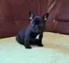 Additional photos: French bulldog puppies