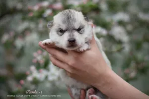 Photo №2 to announcement № 6643 for the sale of siberian husky - buy in Russian Federation breeder