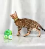 Photo №1. bengal cat - for sale in the city of Minsk | 321$ | Announcement № 120883