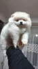 Photo №4. I will sell pomeranian in the city of Strumica.  - price - negotiated