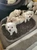 Photo №1. maltese dog - for sale in the city of Miami | 260$ | Announcement № 82246