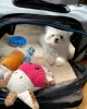 Photo №2 to announcement № 129915 for the sale of maltese dog - buy in Germany private announcement