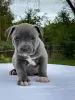 Additional photos: American bully