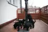 Additional photos: Medium Schnauzer black FCI pedigree puppies