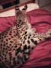 Photo №3. Serval's babies. Latvia