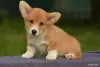 Photo №4. I will sell welsh corgi in the city of Моршанск. private announcement, breeder - price - Is free