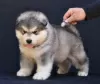 Photo №1. alaskan malamute - for sale in the city of Šid | negotiated | Announcement № 129121