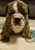 Additional photos: English bulldog boy