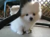 Photo №1. pomeranian - for sale in the city of Кабарет | negotiated | Announcement № 10696