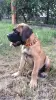 Additional photos: Bullmastiff puppies