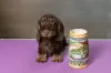 Additional photos: Miniature Wirehaired Dachshund Puppy