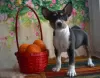 Additional photos: Basenji Champion Bloodlines Pups, FCI Pedigree