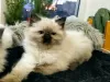 Photo №2 to announcement № 34468 for the sale of ragdoll - buy in Poland breeder