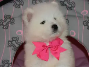 Photo №1. samoyed dog - for sale in the city of Tver | 390$ | Announcement № 1631