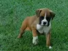 Photo №1. boxer - for sale in the city of Karlsruhe | Is free | Announcement № 123914