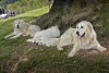 Photo №3. Maremma sheepdog. United Kingdom