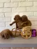 Additional photos: Toy poodle puppies are red