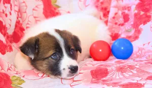 Additional photos: Charming puppies looking for a home