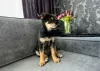 Photo №3. Puppy Asya is urgently looking for a home or foster care. Belarus