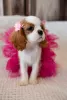 Photo №1. cavalier king charles spaniel - for sale in the city of Krakow | 1902$ | Announcement № 43857