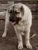 Photo №4. I will sell caucasian shepherd dog in the city of Москва. breeder - price - 467$