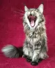 Additional photos: Maine Coon. Young cat for breeding.