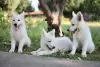 Additional photos: White Swiss Shepherd puppies for sale