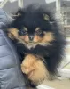 Photo №1. pomeranian - for sale in the city of Varna | 1585$ | Announcement № 43788