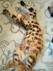 Additional photos: Elite Bengal Kittens