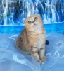 Photo №4. I will sell scottish fold in the city of Stavropol. breeder - price - 345$