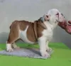 Additional photos: ENGLISH BULLDOG puppies