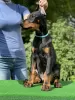 Photo №2 to announcement № 106663 for the sale of dobermann - buy in Belarus from nursery, breeder