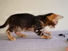 Additional photos: Bengal kittens