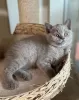 Photo №1. british shorthair - for sale in the city of Warka | 264$ | Announcement № 68993