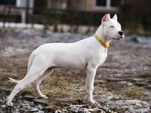 Photo №3. Great Dane puppy from parents from Brazil. Russian Federation