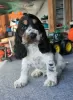 Photo №4. I will sell english cocker spaniel in the city of Żelazna. breeder - price - 565$