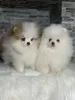 Photo №1. pomeranian - for sale in the city of Абботсфорд | 4000$ | Announcement № 78748