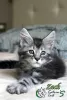 Photo №1. maine coon - for sale in the city of St. Petersburg | 743$ | Announcement № 11292