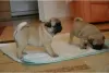 Photo №1. pug - for sale in the city of Hannover | 824$ | Announcement № 113563