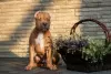 Additional photos: American Bully