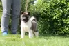 Photo №2 to announcement № 103374 for the sale of american akita - buy in Russian Federation from nursery, breeder