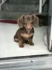 Photo №1. dachshund - for sale in the city of Leppin | negotiated | Announcement № 129188