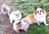 Photo №1. pomeranian - for sale in the city of Doha | negotiated | Announcement № 38552