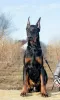 Photo №2 to announcement № 18106 for the sale of dobermann - buy in Russian Federation from nursery