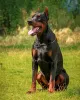 Additional photos: Dobermann puppies - Dan Smile Helgi and Adal Eskae Vangard, born on 25.08.2020.