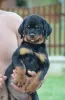 Additional photos: rottweiler